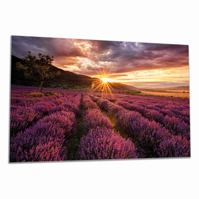 Produktbild von Wallario Herdabdeckplatte aus Glas, Größe 90 x 52 cm 1-teilig, Motiv Lavendelfeld bei Sonnenuntergang - Sonnenstrahlen