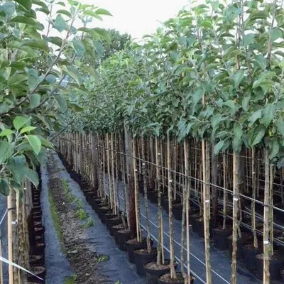 Rows of young trees in pots, lined up in a nursery or garden center.