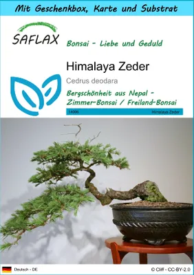 Produktbild von SAFLAX Geschenk Set - Himalaya Zeder - Cedrus deodara - 35 Samen - Mit Geschenkbox, Versandaufkleber, Geschenkkarte und Anzuchtsubstrat