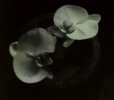 Produktbild von Corpse Flower