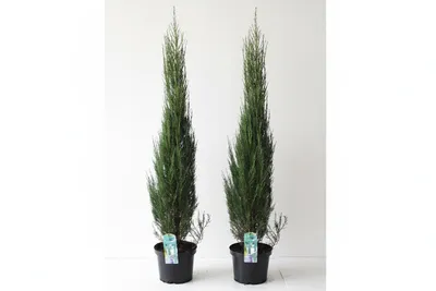 Produktbild von 2 Blaue Raketenwacholder 100-120 cm – Juniperus Blue Arrow – schlanke, winterharte Säulenpflanzen