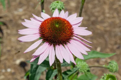 Produktbild von Echinacea purpurea 'Hope', Sonnenhut, rosa, ca. 11x11 cm Topf