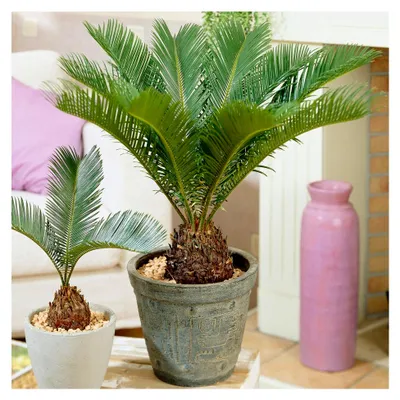 Produktbild von Cycas Revoluta | Sagopalmfarn 30 – 40 cm im Topf | Zimmerpflanzen kaufen