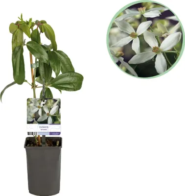Produktbild von Roślina pnąca - Clematis armandii - Biały kwiat - Zimozielony - Niska konserwacja - Doniczka 11cm Wysokość 40cm