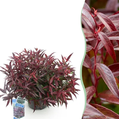 Produktbild von GreenboutiQ - Gartenpflanze - Leucothoe Burning Love - Rot - 1 Pflanze - Immergrün - Wenig Pflege - Topf 17cm Höhe 35 - 45cm