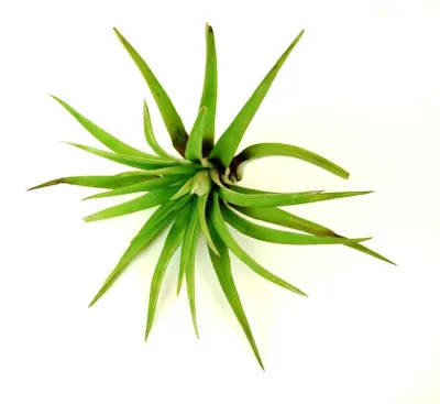 Produktbild von Tillandsia capitata – epiphytische Bromelie, eine Luftpflanze ohne Substratbedarf