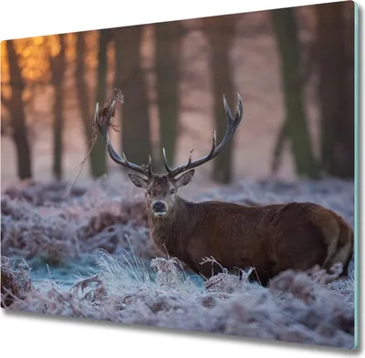 Produktbild von Glas Herdabdeckplatte 60x52 cm Spritzschutz Glasabdeckplatte Schneidebrett Hirsch Sonnenaufgang