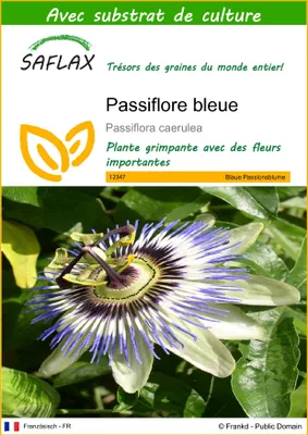 Image de SAFLAX  - Passiflore bleue - 25 graines - Avec substrat - Passiflora