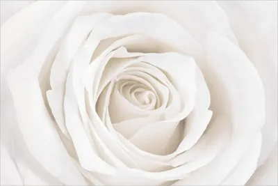 Produktbild von Fototapete Blumen - Vliestapete - Bildtapete UV-beständig Rose beige Landhaus Wandtapete geruchsfrei