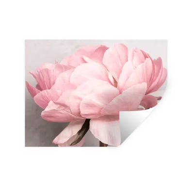 Produktbild von MuchoWow® Wandtattoo Wandsticker Wandaufkleber Blumen - Rosa - Natur - Pflanze 160x120 cm Selbstklebend und Repositionierbar - Selbstklebend - Fototapeten