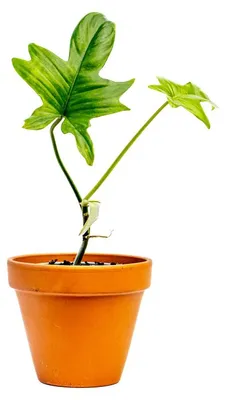 Obrázok produktu pre Gardners Philodendron Pedatum, priemer 9 cm - pomalá rastlina