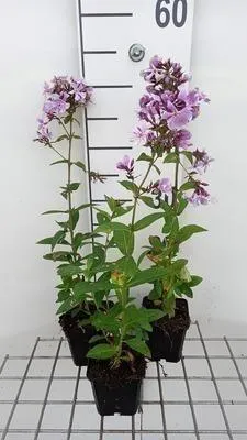 Obrázek produktu pro 6 x Phlox (p) 'Franz Schubert' - Plamenný květ - květináč 9 x 9 cm