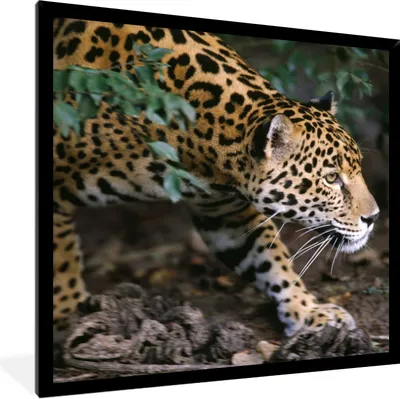 Produktbild von MuchoWow® Gerahmtes Poster Schleichender Jaguar im Wald 40x40 cm - Poster mit Schwarzem Bilderrahmen Wandposter Rahmen Foto Bilder - Mit Rahmen - Wanddekoration Schlafzimmer