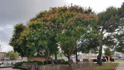 Image de Koelreuteria paniculata (De semis) / Savonnier