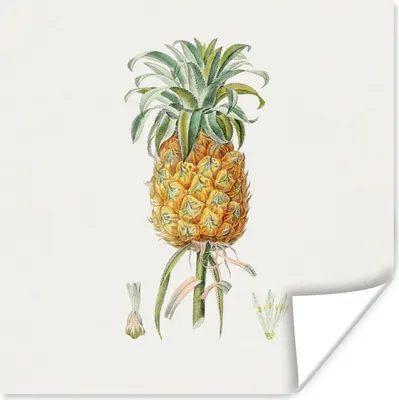 Produktbild von MuchoWow® Poster Ananas - Frucht - Pflanze 75x75 cm - Wand Dekoration