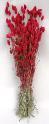 Produktbild von TROCKENBLUMEN "FEUERFUNKEN-2" - Größe: ca.70 CM Pink