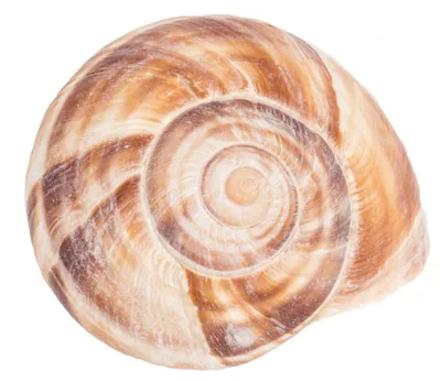 Produktbild von Weinbergschnecke Groß in Natur, Größe ca. 4-6cm | Cornu aspersum