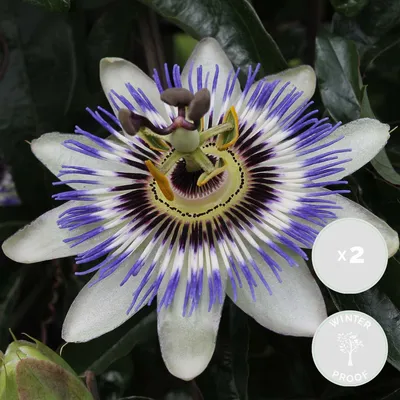 Immagine prodotto di Set di 2 piante di Passiflora caerulea (fiore della passione), altezza 50-70 cm, in vaso da 15 cm