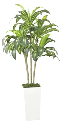 Produktbild von Künstliche Dracaena (Drachenbaum) - Bodenpflanze - 120 cm - UV-beständig - Innen/Außen - Mit weißem Topf - Grün