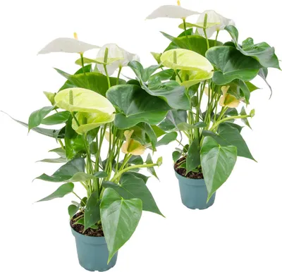 Produktbild von Bloomique - 2er Set - Anthurium Andreanum - Weiß - Flamingoblume - Blühende Zimmerpflanzen - Pflegeleicht - Höhe 30-40 cm - Topf 12 cm