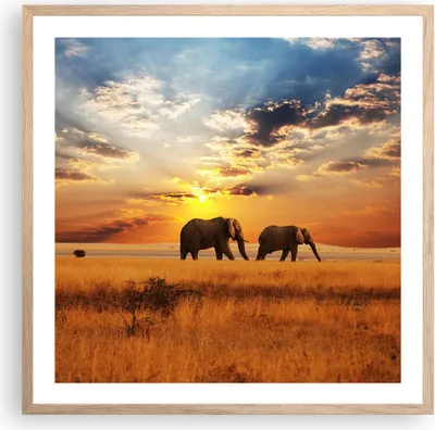 Produktbild von Gerahmtes Poster - Rahmen in heller Eiche - Elefanten Safari Dschungel Busch - 60x60 cm - Wand Bild - Wanddeko - Wandbilder - Wandposter - Bilderrahmen - Bilder - Kunstdruck - P2NAC60x60-3150
