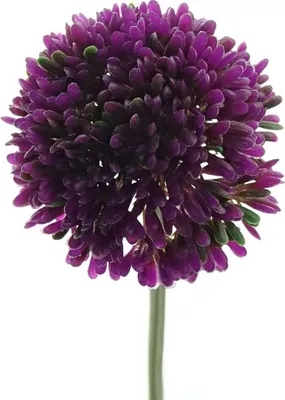 Produktbild von GASPER Zierlauch - Allium Violett Blütendurchmesser 6 cm - Kunstblumen