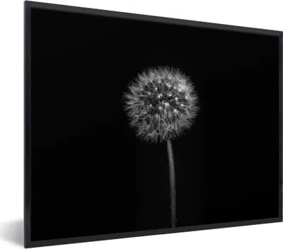 Produktbild von MuchoWow® Gerahmtes Poster Löwenzahn - Schwarz - Floral - Botanisch 80x60 cm - Poster mit Schwarzem Bilderrahmen Wandposter Rahmen Foto Bilder - Schwarzem - Mit Gestell