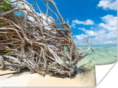 Produktbild von MuchoWow® Poster Strand - Äste - Tropisch - Meer 160x120 cm - Foto Plakat