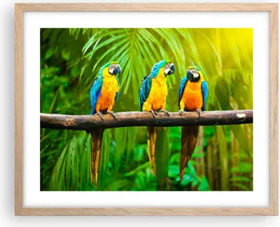 Produktbild von Gerahmtes Poster - Rahmen in heller Eiche - Papageien Collorful Natur Vögel - 50x40 cm - Wand Bild - Wanddeko - Wandbilder - Wandposter - Bilderrahmen - Bilder - Kunstdruck - P2NAA50x40-2696