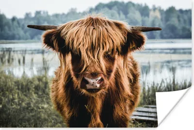 Produktbild von MuchoWow® Poster Kühe - Schottische Hochlandbewohner - Braun - Natur 180x120 cm - Fotoplakat