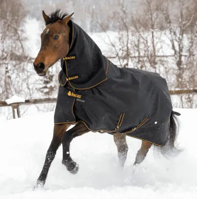 A horse wearing a black turnout rug with gold trim runs through snow.
