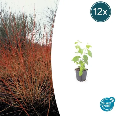 Zdjęcie produktu dla Dereń krwisty – Cornus sanguinea 'Midwinter Fire' – roślina na żywopłot – doniczka 9 cm – zestaw 12 sztuk