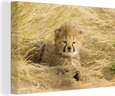 Produktbild von OneMillionCanvasses® - Leinwandbilder - 150x100 cm, Gepard - Jung - Gras, Wandbilder Kunstdruck Wanddekoration