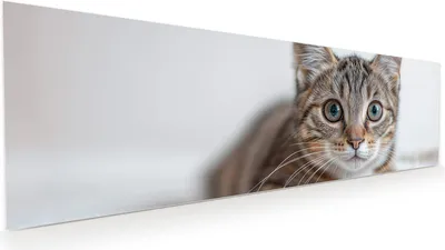 Produktbild von Glasbild 120x40cm in XXL für Wohnzimmer, Schlafzimmer Motiv Süße Kleine Katze
