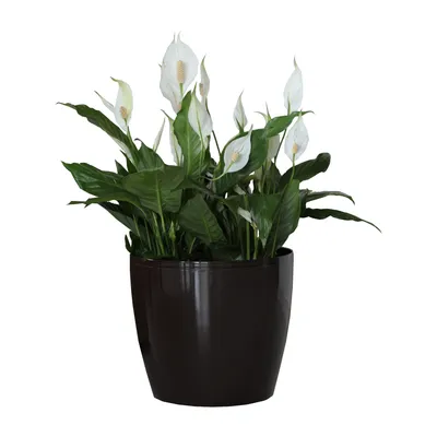 Produktbild von Blumentopf Pflanzkübel Pflanzgefäß Übertopf Kunststoff Glanz Rund noir D 155 mm H 137 mm