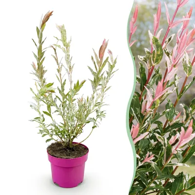 Image de Salix Flamingo - Ø17cm - ↕40-50cm