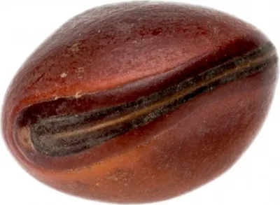 Produktbild von Bean Olho de Boi Hellbraun, Größe: Ø ca. 2-3cm | Dioclea violacea