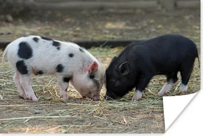 Produktbild von MuchoWow® Poster Schweine - Ferkel - Stroh 60x40 cm - Schlafzimmerdekoration