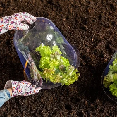Obrázek produktu pro Ochranný kryt Ferrarium pro rostliny, průměr 33 cm, 3 kusy