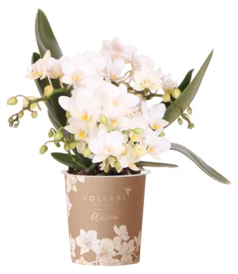 Immagine prodotto di Kolibri Orchids Orchidea bianca Phalaenopsis - Nazaré - vaso da 9 cm