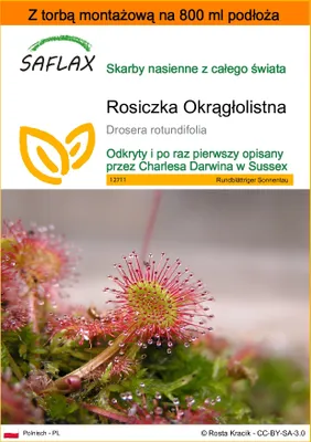 Zdjęcie produktu dla SAFLAX - Garden in the bag - Rosiczka Okrągłolistna - 50 Nasiona - Z podłożem uprawowym w praktycznej, samorozkładającej się torbie - Drosera rotundifolia