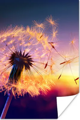 Produktbild von MuchoWow® Poster Löwenzahn - Blumen - Sonnenuntergang - Horizont - Nacht 120x180 cm - Kunstposter