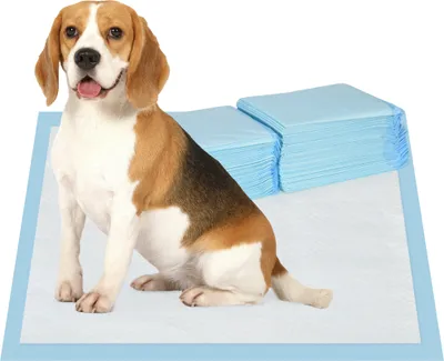 A beagle dog sits on a blue and white pet training pad, with a stack of blue training pads in the background.