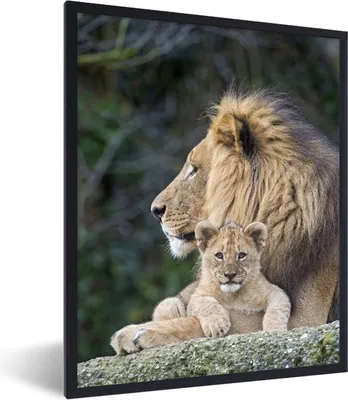 Produktbild von MuchoWow® MuchoWow® Gerahmtes Poster Erwachsener Löwe mit Jungtier 60x80 cm - Poster mit zchwarzem Bilderrahmen - Premium - Wanddeko Wohnzimmer