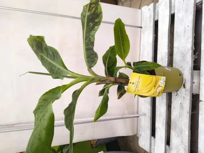 Produktbild von Musa Dwarf Cavendish 80-120 cm Zwergbanane Bananenpflanze Chiquitabanane Pflanze Bananenbaum