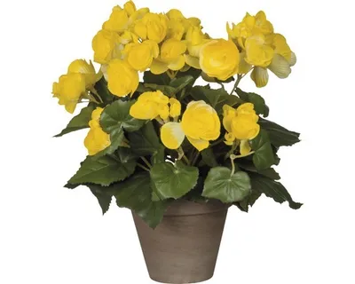 Obrázok produktu pre Mica Decorations Begónia umelá rastlina v kvetináči Stan - H30 x Ø25 cm - žltá