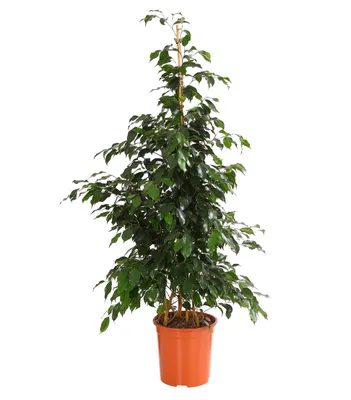 Produktbild von Dehner Birkenfeige-Ficus Danielle, dunkelgrüne Blätter, ca. 110-120 cm, Ø Topf 27 cm, Zimmerpflanze
