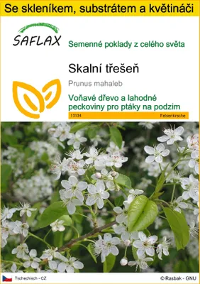 Obrázek produktu pro SAFLAX Kultivační sada - skalní třešeň - Prunus mahaleb - 30 Semena - S mini skleníkem, pěstebním substrátem a 2 květináči