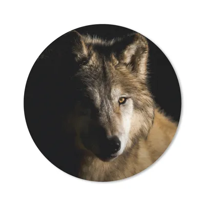Produktbild von MuchoWow® Mauspad Mousepad Polarwolf 50x50 cm - Mousepads - Maus Mat - Pad - Mausunterlage - Vinyl