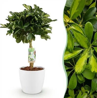 Produktbild von Green boutiQ - Zimmerpflanzen - Schefflera Gold Capelle - Fingerbaum - Wenig Pflege - Grün - Gold - 1 Pflanze - mit Potter Weiß - Topf 21cm - Höhe 70-81cm